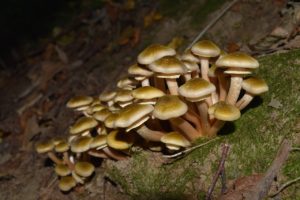 Read more about the article Involtini di sogliole ai funghi